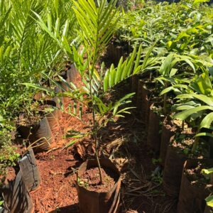 natural extracted edible oil