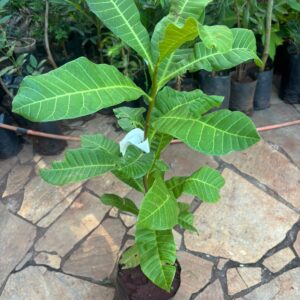 pulses from organic farm