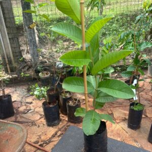 muda de goiaba tailandesa (50 a 70 cm)