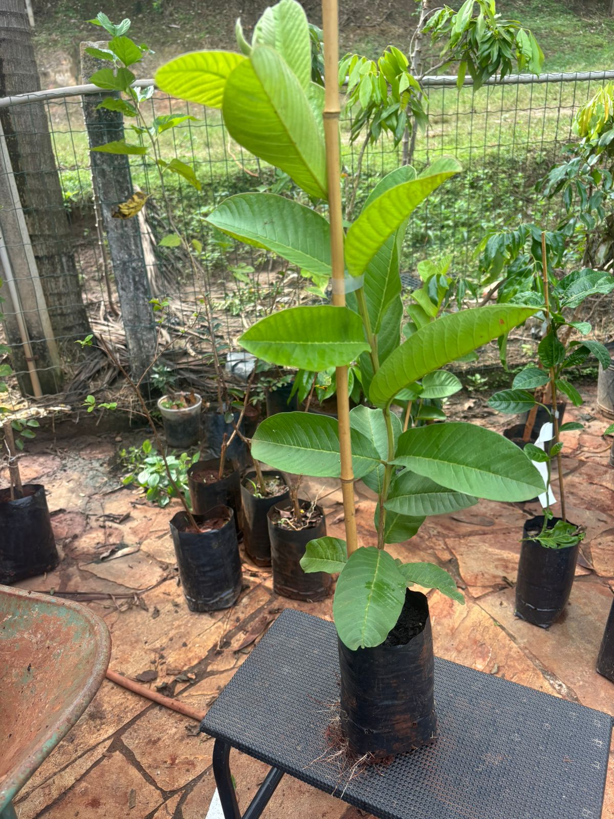 muda de goiaba tailandesa (50 a 70 cm) muda de goiaba tailandesa (50 a 70 cm)