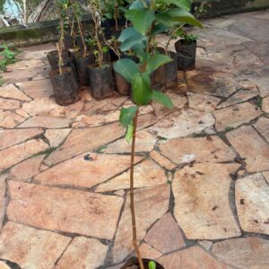 resedá branco (60 a 90 cm)