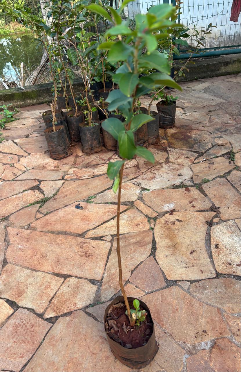 resedá branco (60 a 90 cm) resedá branco (60 a 90 cm)