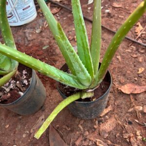 babosa / aloe vera (30 cm)