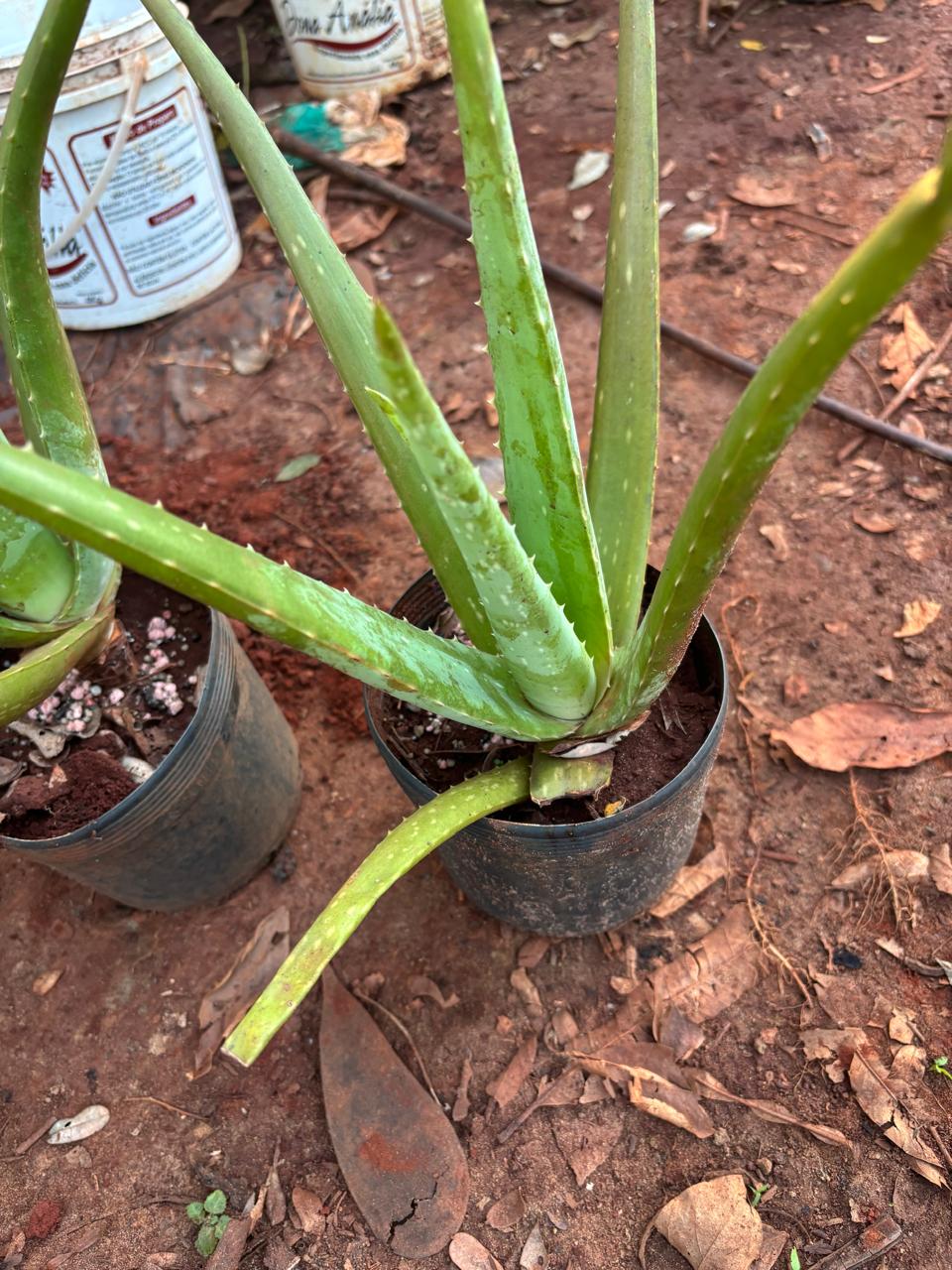babosa / aloe vera (30 cm) babosa / aloe vera (30 cm)