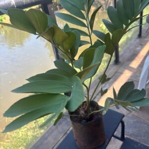 Início zamia furfuracea / sagu da jamaica (60 a 80 cm)