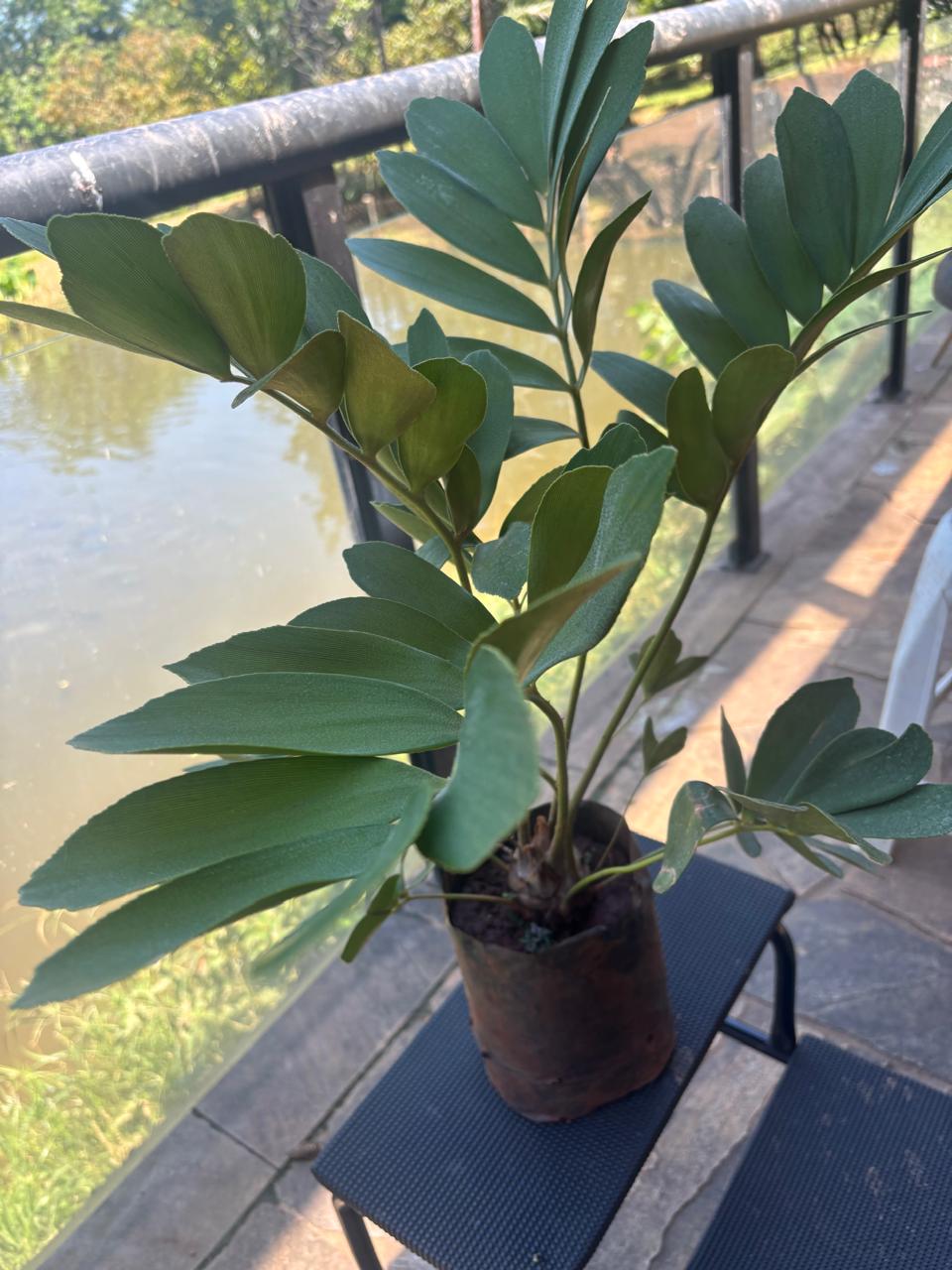 zamia furfuracea / sagu da jamaica (60 a 80 cm) zamia furfuracea / sagu da jamaica (60 a 80 cm)